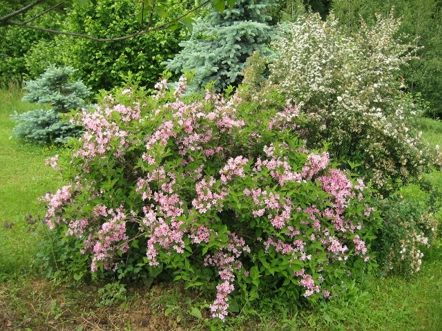 Weigela